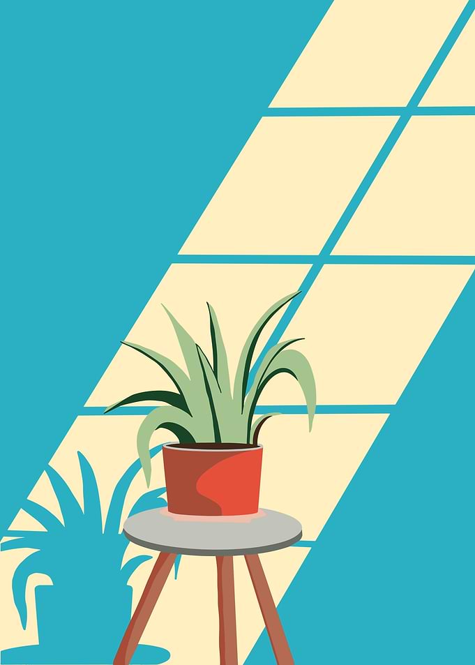 Potted Plant by the Window