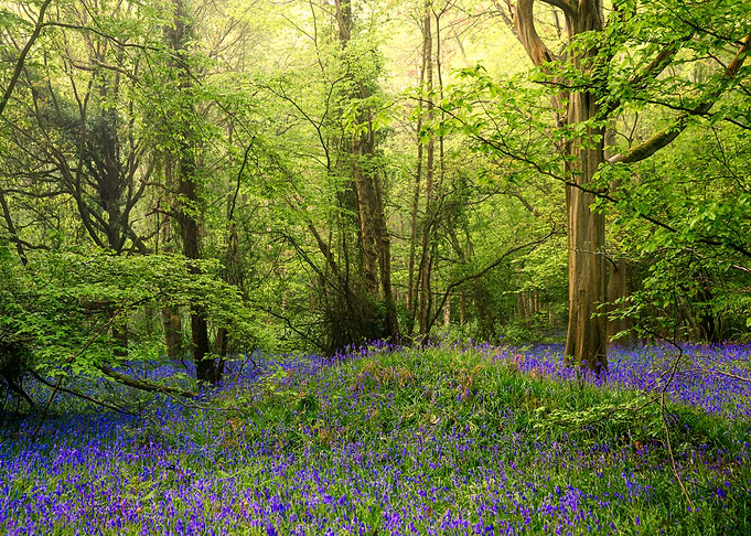 Bluebell Dreamy Forest in Spring