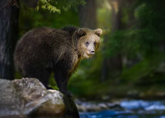 Brown Bear in Forest
