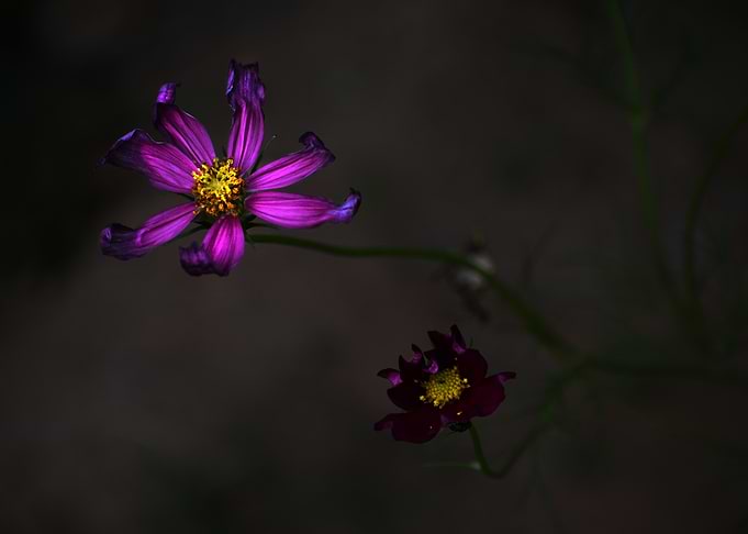 Moody Cosmos Flowers in Darkness
