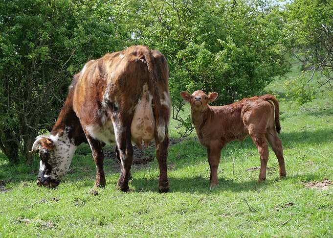 Cow and Calf