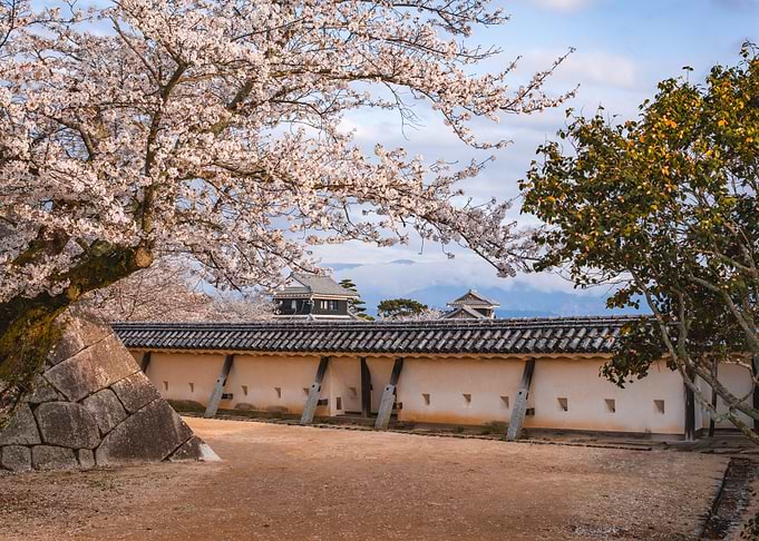 Matsuyama Castle Cherry Blossoms, Japan