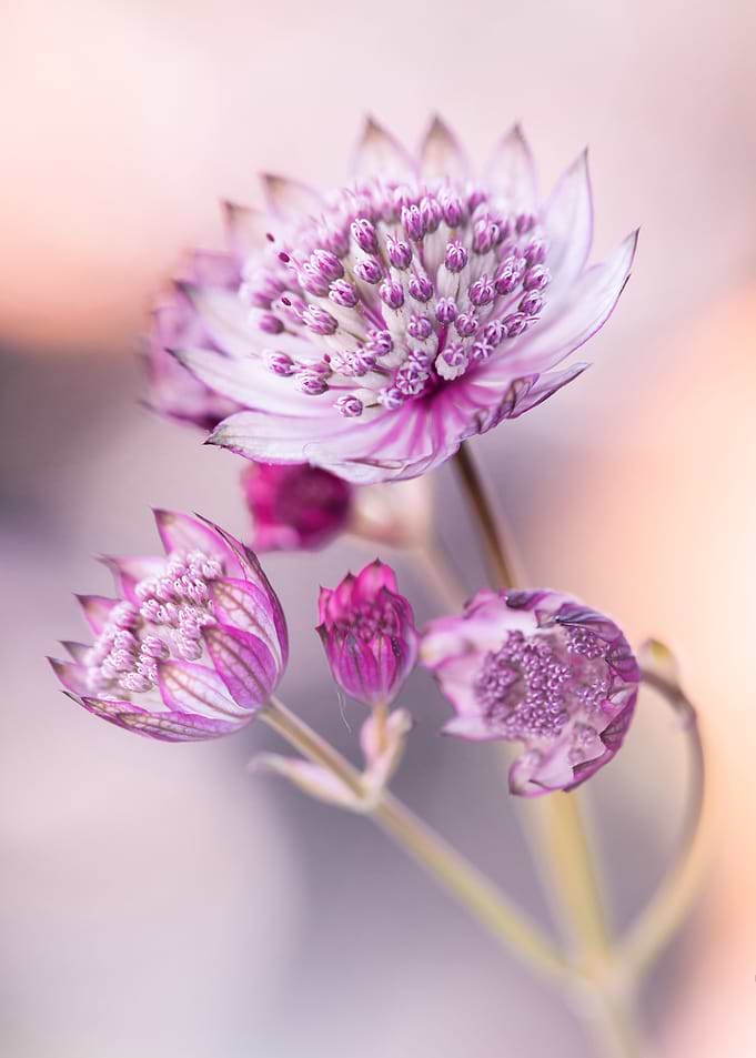 Astrantia flower close-up