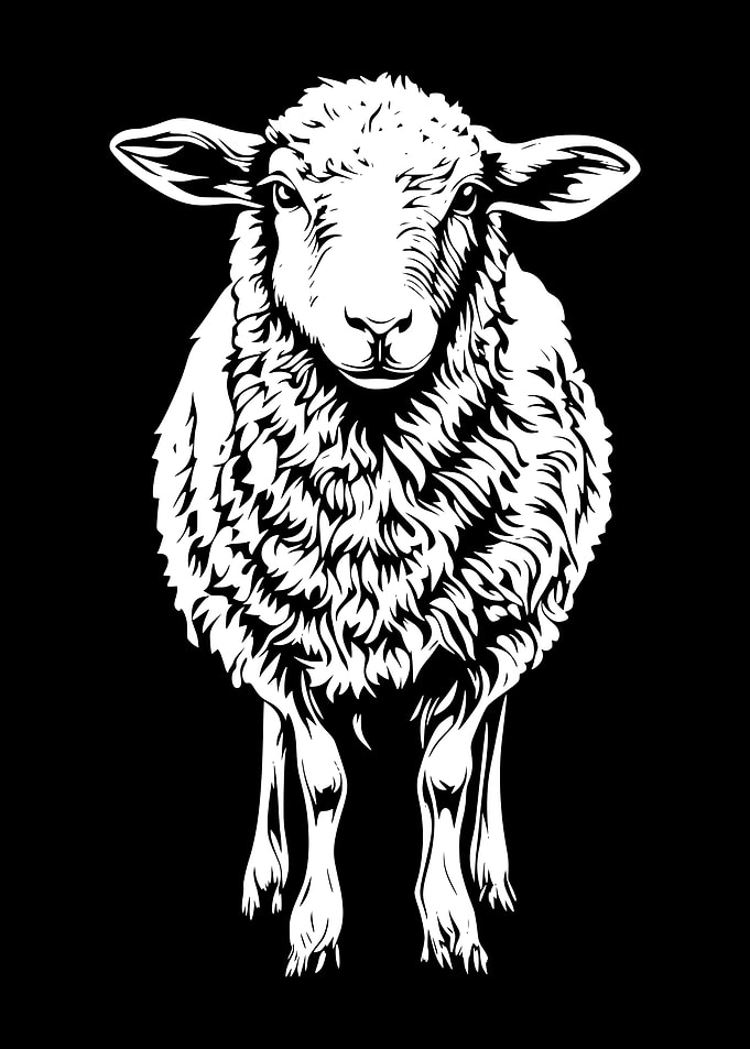 White Sheep on Black Background