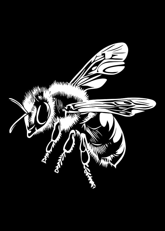 White Bee on Black Background