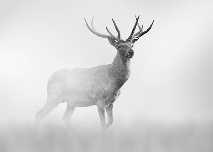Monochrome Majestic Deer Portrait