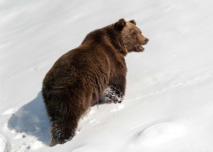 Brown Bear in Snow