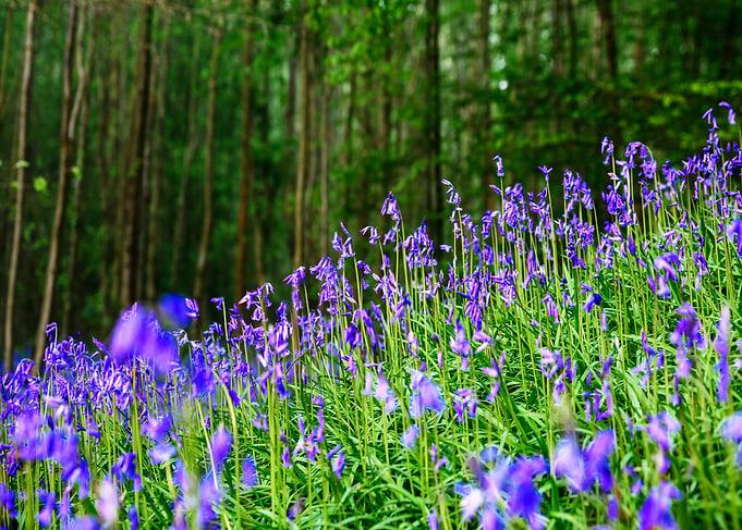 Bluebells in a Forest