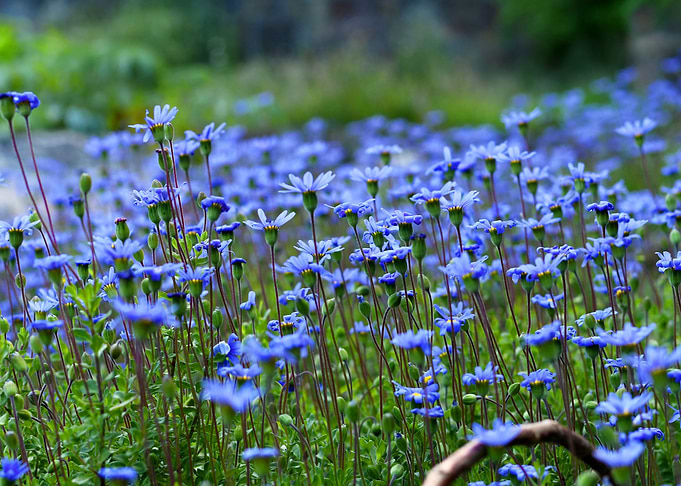 Field of Blue Flowers in South Africa