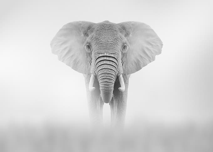 Monochrome Elephant Portrait