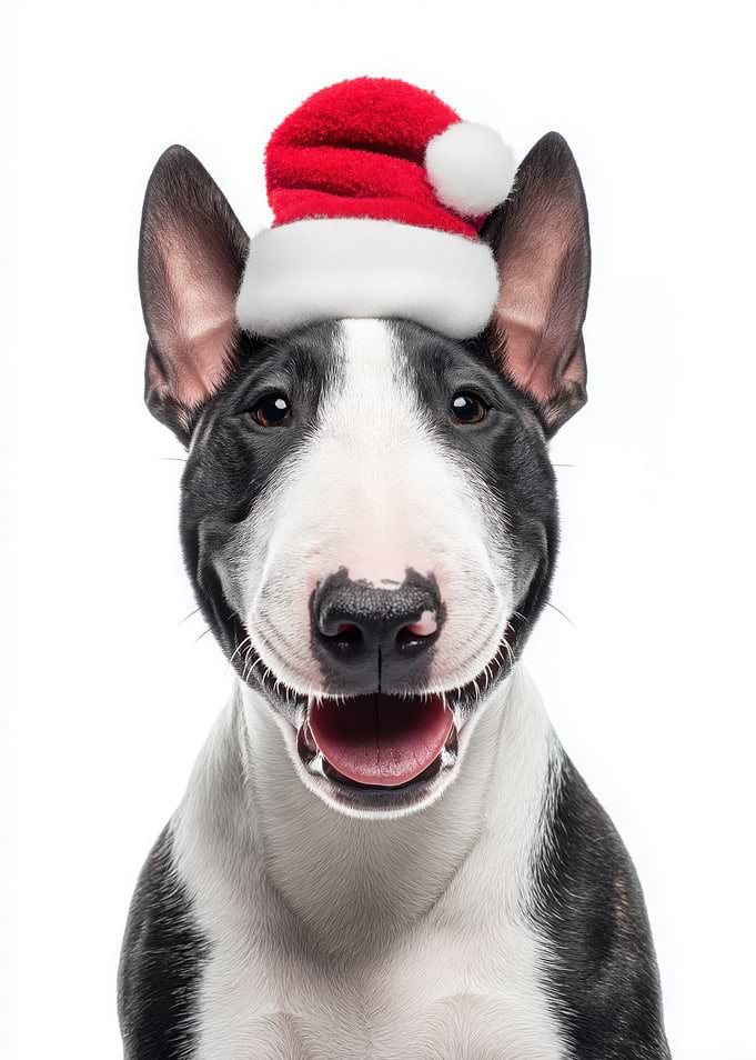 Festive Miniature Bull Terrier with Santa Hat