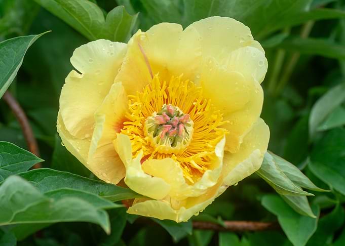 Yellow Peony Flower Close-Up