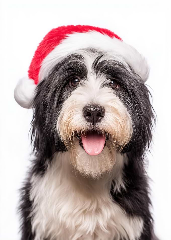Tibetan Terrier Dog with Santa hat portrait