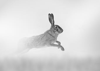 Hare in run, Monochrome