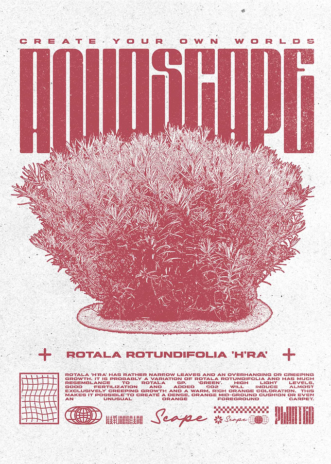 Aquascape Rotala Rotundifolia 'H'ra' Poster