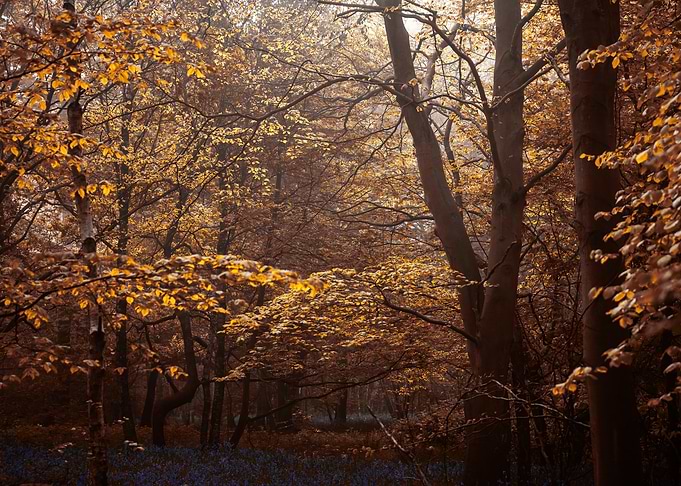 Autumn Forest
