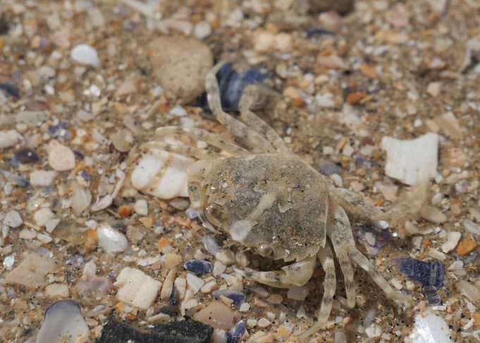 Crabby