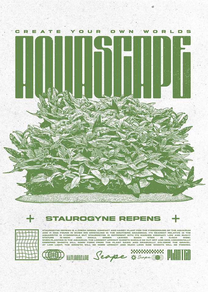 Aquascape Staurogyne Repens Plant Poster