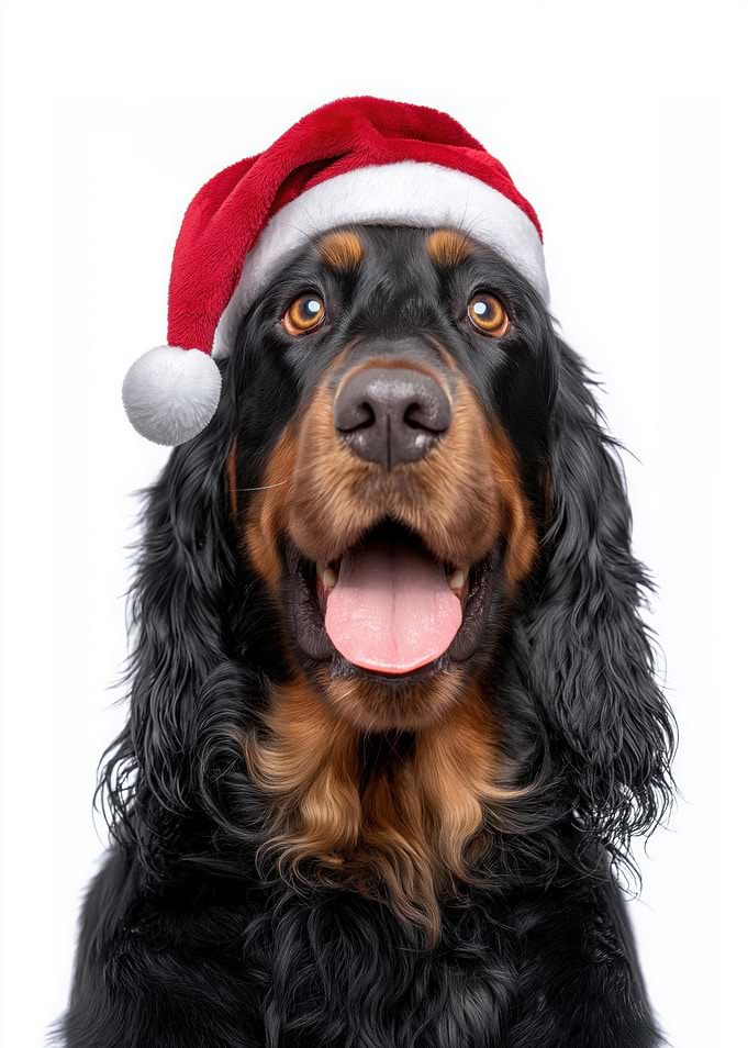 Gordon Setter Dog with Santa Hat