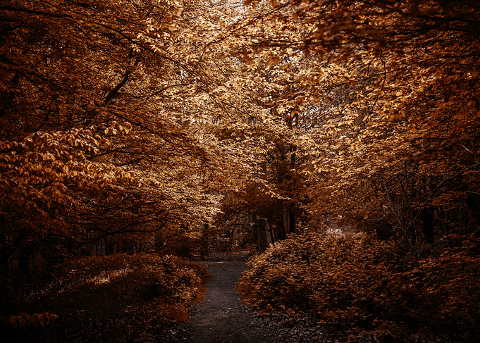 Autumn Forest Path