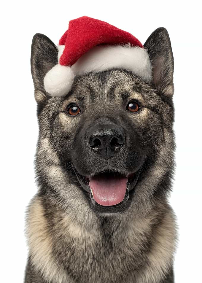 Norwegian Elkhound Dog with Santa Hat Portrait
