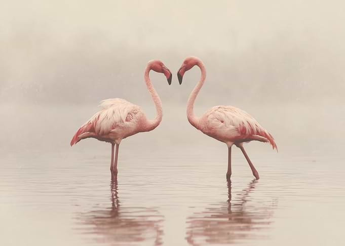 Flamingo Love Heart