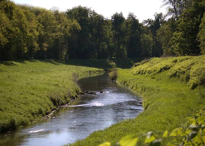 River Through Green Meadow and Forest