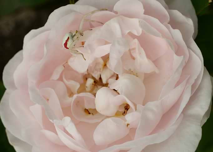 The beauty and the rose
