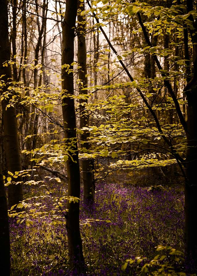 Forest with Bluebells and New Leaves