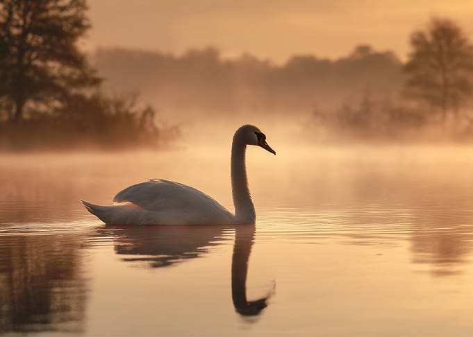 Swan on Misty Lake at Sunrise