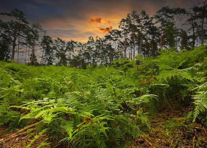 Ferns in Forest at Sunset