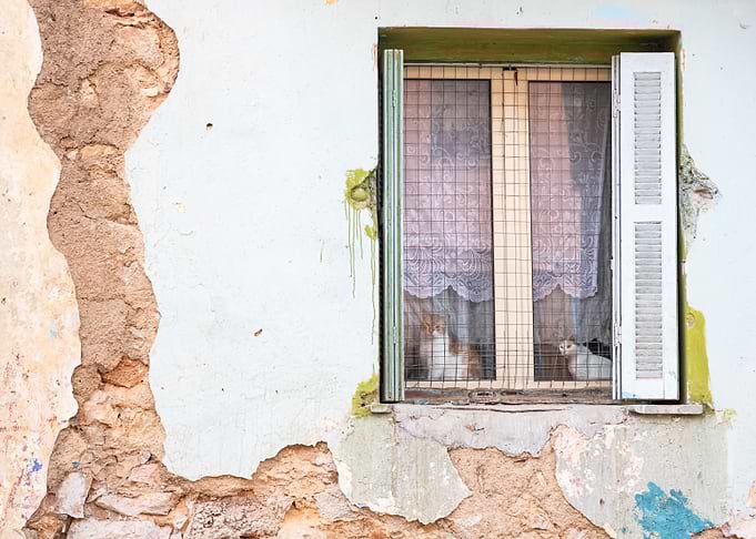 Cats in Window