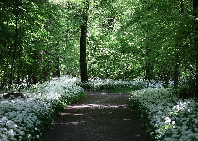 Forest Path with White Flowers