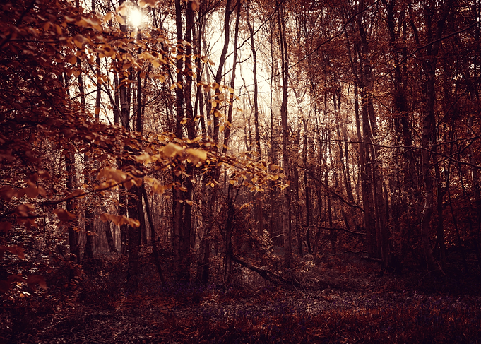 Autumn Forest Landscape