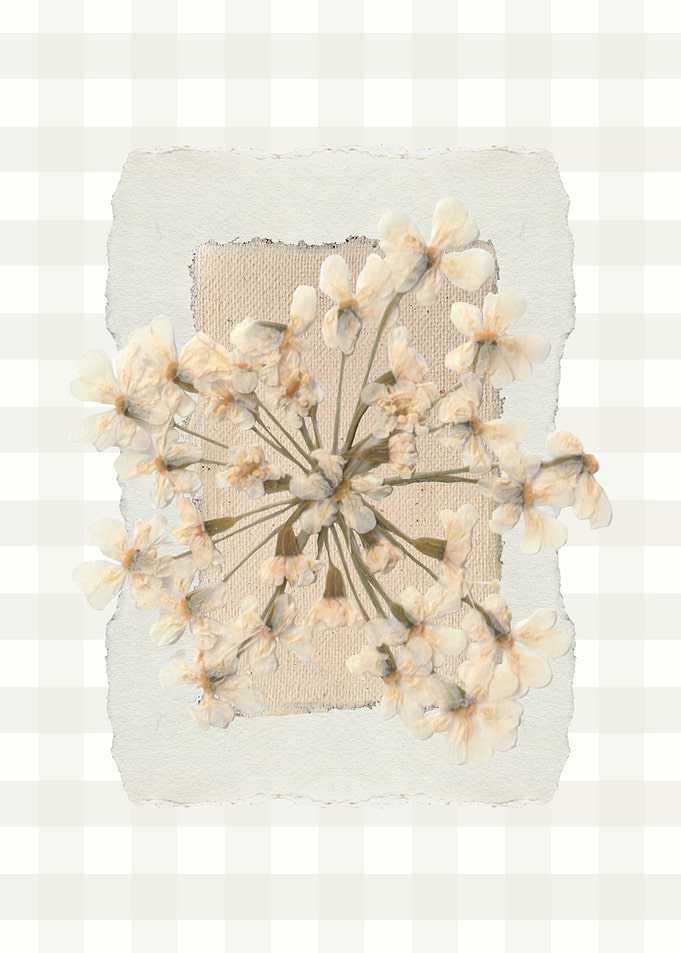 Pressed White Flowers on Textured Background