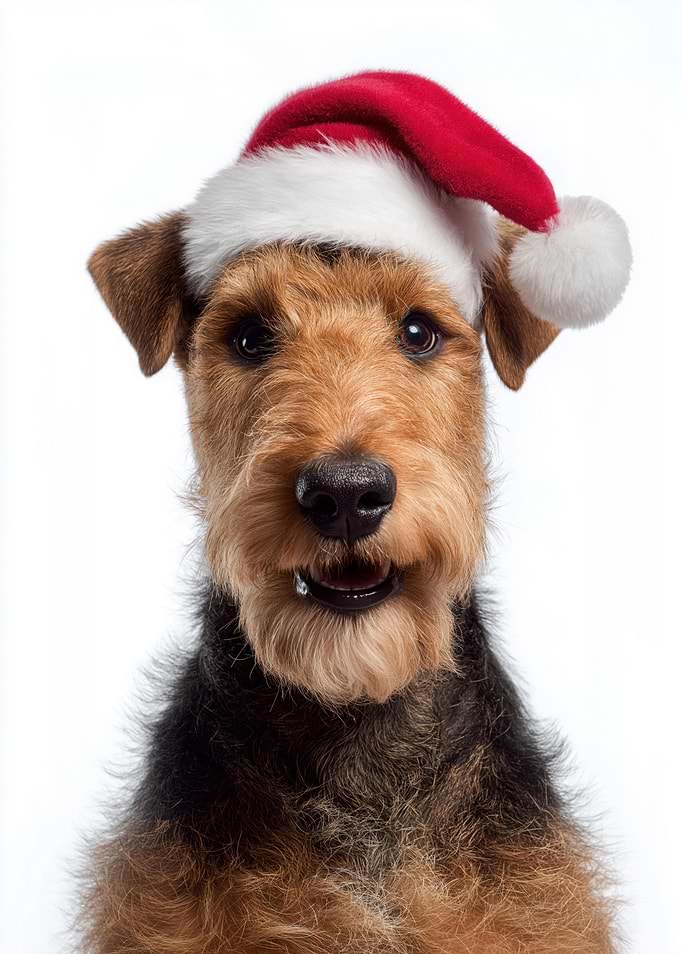 Welsh Terrier Dog with Santa Hat Portrait