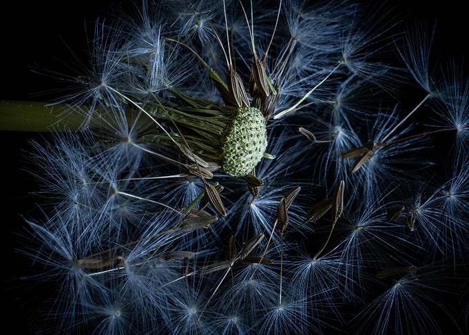 Dandelion Seed Head Close-Up
