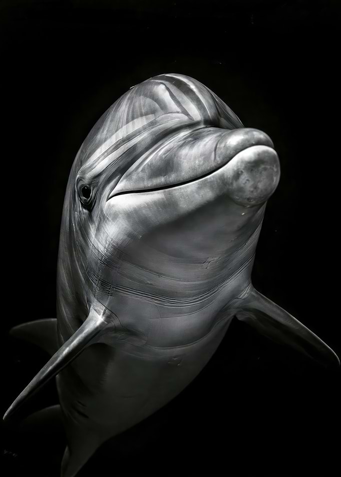 Close-up Dolphin Portrait - Majestic Dolphin Portrait in High Contrast Black & White