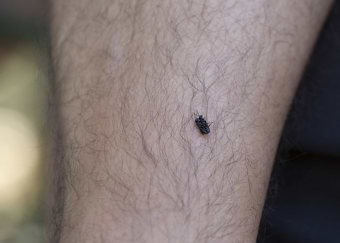 Pornbug