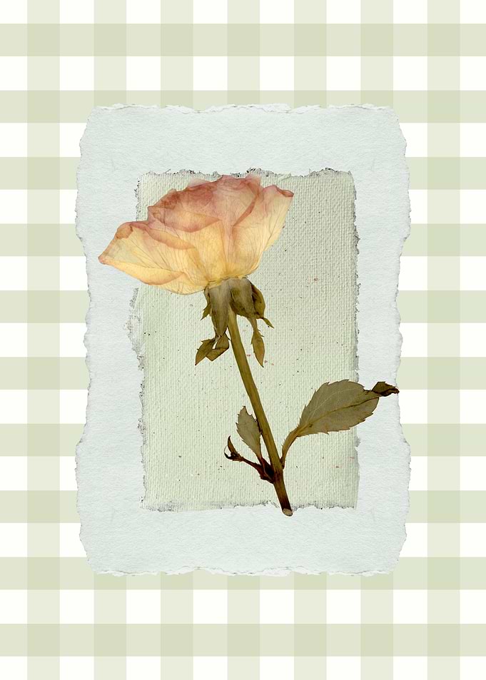 Dried Rose on Textured Paper