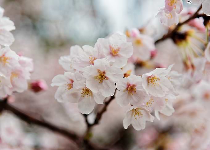 Cherry Blossom Branch Close-Up