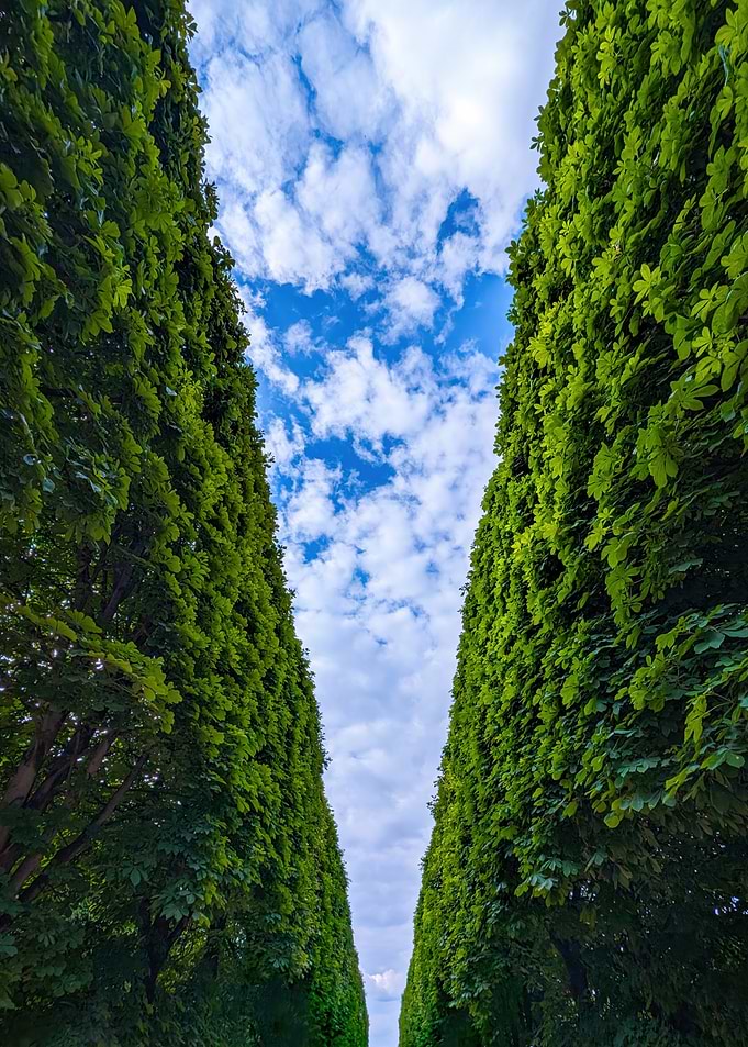 Royal Garden Skies