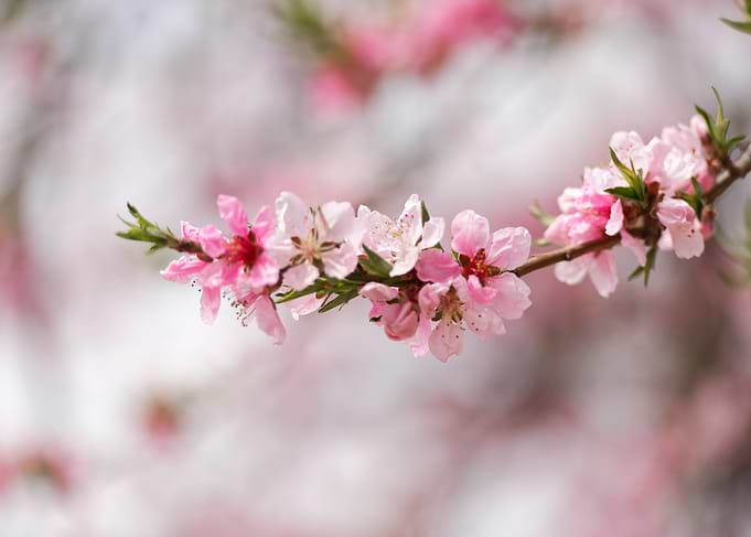 Pink Blossom Branch