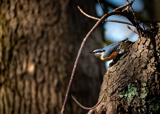 Nuthatch on a Tree