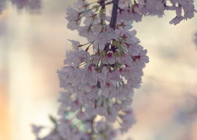 Cherry Blossoms in Bloom