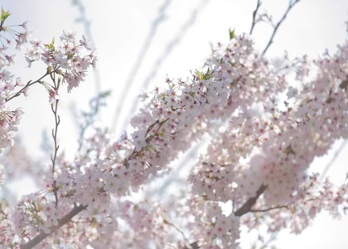 Cherry Blossom Branch in Sunlight