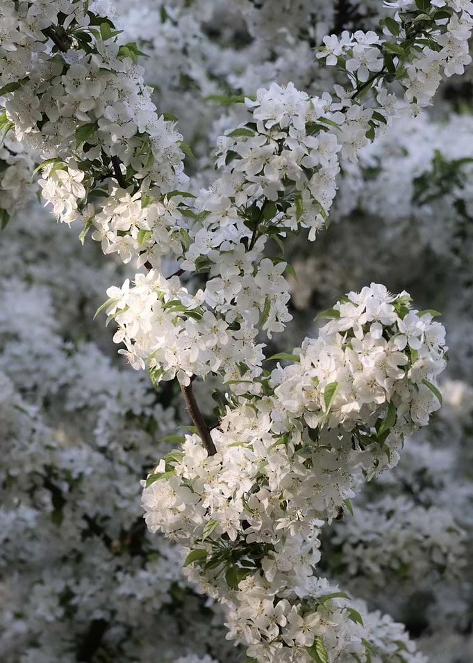 White Blossoms on Tree Branches