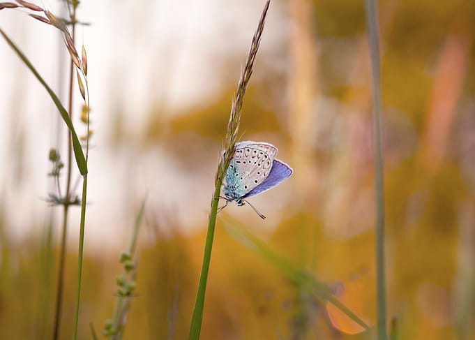 Blue Butterfly on Grass