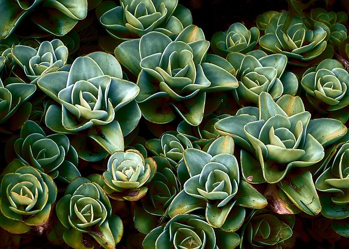 Succulent Plant Rosettes