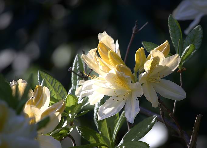 Yellow Azalea Blossom